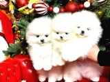 Pamuk gibi Mini boy Safkan pomeranian boo yavrular