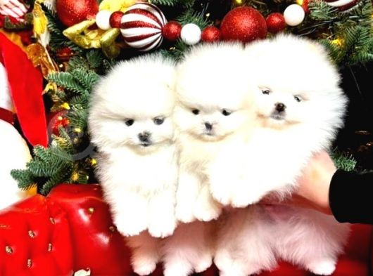 Pamuk Gibi Mini Boy Safkan Pomeranian Boo Yavrular