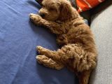 2 Aylık Dişi Maltipoo