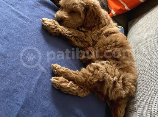 2 Aylık Dişi Maltipoo görsel
