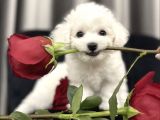 Safkan Kar Topu  Mi̇ni̇ Bi̇chon Fri̇se Yavrular