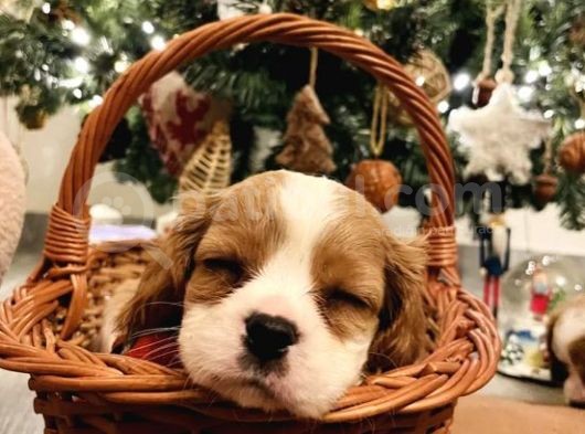 Orjinal Asil Cavalier King Charles Yavrularım görsel