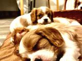 Orjinal asil Cavalier king Charles Yavrularım