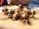 Orjinal Asil Cavalier King Charles Yavrularım