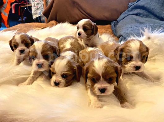 Orjinal Asil Cavalier King Charles Yavrularım görsel