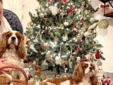 Orjinal Asil Cavalier King Charles Yavrularım