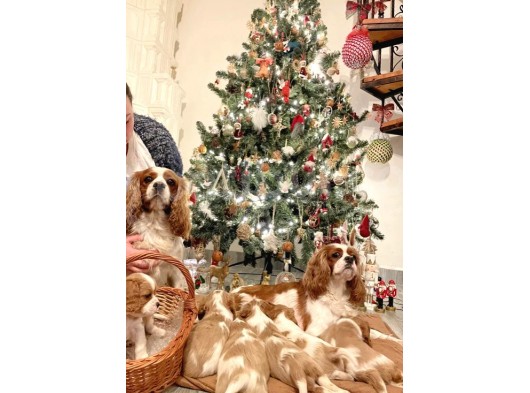 Orjinal Asil Cavalier King Charles Yavrularım görsel