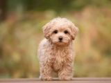 Orjinal Maltipoo yavrularımız