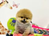 Pamuk Gibi Mini Boy Safkan Pomeranian Boo Yavrular