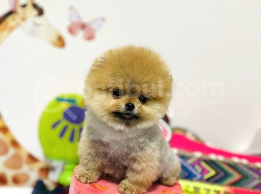 Pamuk Gibi Mini Boy Safkan Pomeranian Boo Yavrular görsel