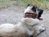 Safkan Kangal Panter Soyu Kurtcu Kangal
