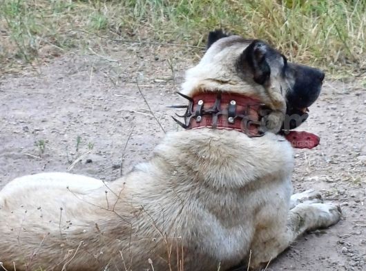Safkan Kangal Panter Soyu Kurtcu Kangal görsel
