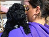 Si̇yah Renk Poodle Safkan
