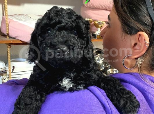 Si̇yah Renk Poodle Safkan