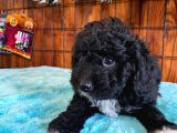 Si̇yah Renk Poodle Safkan