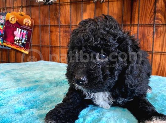 Si̇yah Renk Poodle Safkan görsel