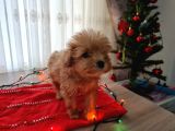 Toy Poodle Ve Poodle Ayarında Maltipoo Yavrular