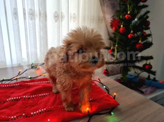 Toy Poodle Ve Poodle Ayarında Maltipoo Yavrular görsel