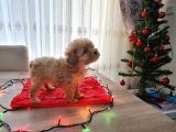Toy Poodle Ve Poodle Ayarında Maltipoo Yavrular