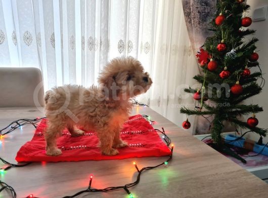 Toy Poodle Ve Poodle Ayarında Maltipoo Yavrular görsel