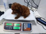 Toy Poodle Ve Poodle Ayarında Maltipoo Yavrular