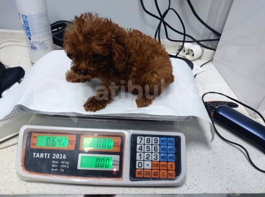 Toy Poodle Ve Poodle Ayarında Maltipoo Yavrular görsel