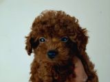 Toy Poodle ve Poodle Ayarında Maltipoo Yavrular