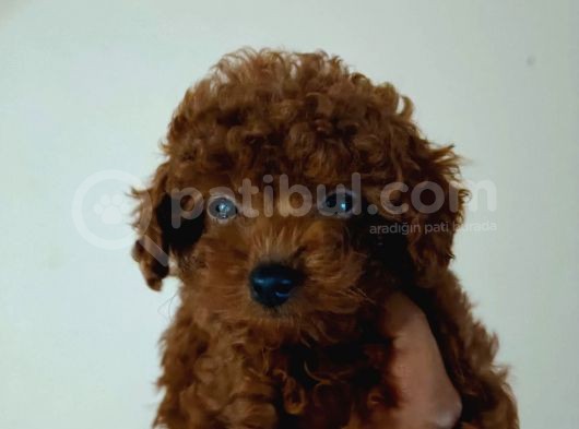 Toy Poodle Ve Poodle Ayarında Maltipoo Yavrular