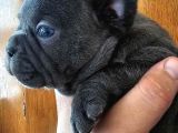 Irk Ve Sağlık Garantili French Bulldog Yavrular