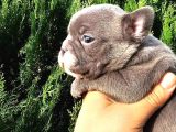 Irk Ve Sağlık Garantili French Bulldog Yavrular