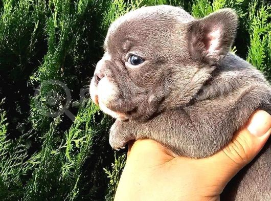 Irk Ve Sağlık Garantili French Bulldog Yavrular görsel
