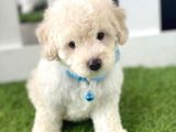 PAMUK GİBİ MALTİPOO YAVRULARI