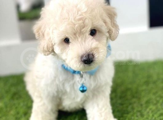 Pamuk Gi̇bi̇ Malti̇poo Yavrulari