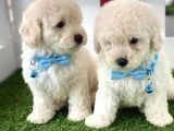 Pamuk Gi̇bi̇ Malti̇poo Yavrulari