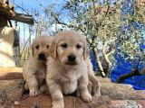 SAFKAN IRK GARANTİLİ GOLDEN YAVRULARI