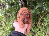İstanbulun En Küçük Toy Poodle Yavrulari