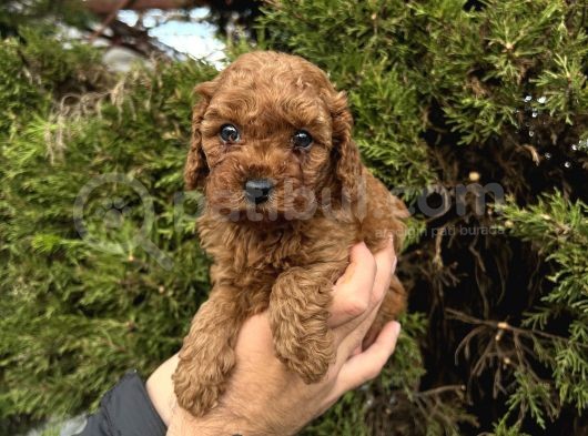İstanbulun En Küçük Toy Poodle Yavrulari görsel