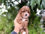 İstanbulun En Küçük Toy Poodle Yavrulari