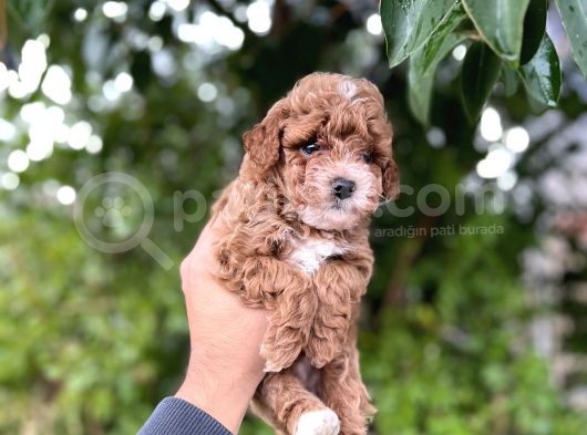 İstanbulun En Küçük Toy Poodle Yavrulari görsel