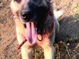 Safkan Kangal Panter Soyu Kurtcu Kangal