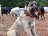 Safkan kangal panter soyu kurtcu kangal