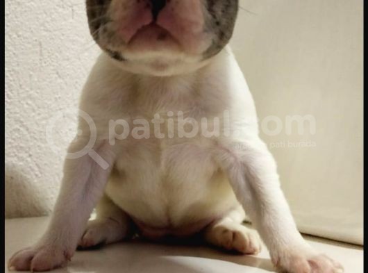 Irk Ve Sağlık Garantili French Bulldog Yavrular görsel