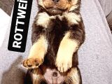 Rottweiler yavrular anne altindan