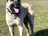 Safkan Kangal Panter Soyu Kurtcu Kangal