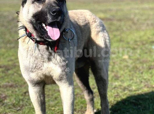 Safkan Kangal Panter Soyu Kurtcu Kangal görsel
