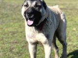 Safkan Kangal Panter Soyu Kurtcu Kangal
