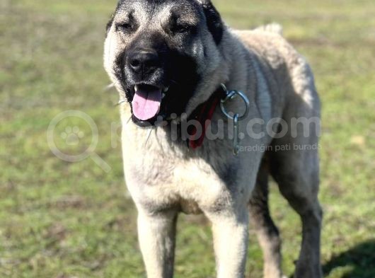 Safkan Kangal Panter Soyu Kurtcu Kangal görsel
