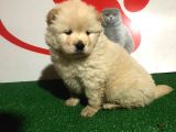 Çi̇n Aslani Chow Chow Yavrularimiz Evi̇ni̇zi̇n Neşesi̇ Olacaktir