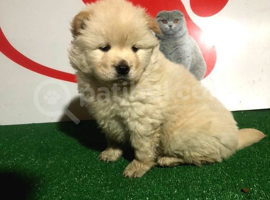 Çi̇n Aslani Chow Chow Yavrularimiz Evi̇ni̇zi̇n Neşesi̇ Olacaktir görsel