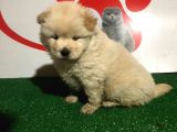 Çi̇n Aslani Chow Chow Yavrularimiz Evi̇ni̇zi̇n Neşesi̇ Olacaktir
